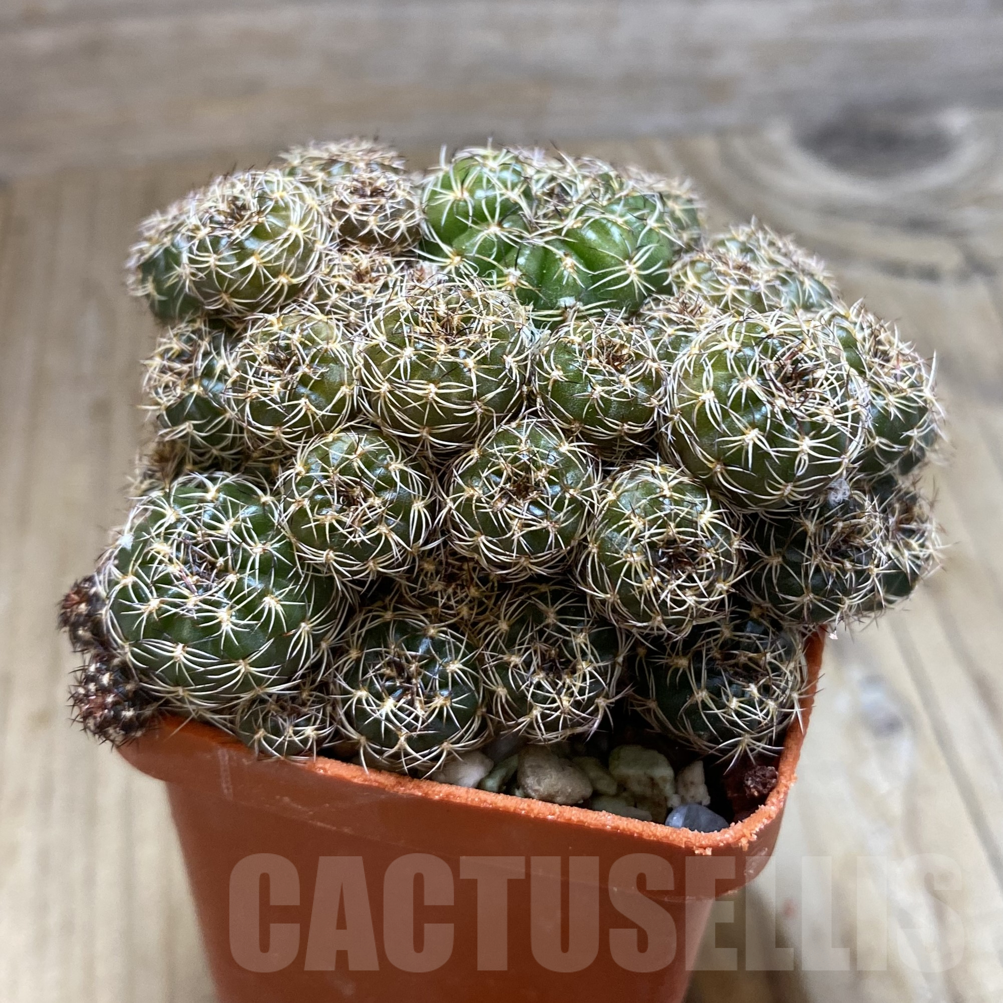 SH14095 Lobivia arachnacantha - Image 2