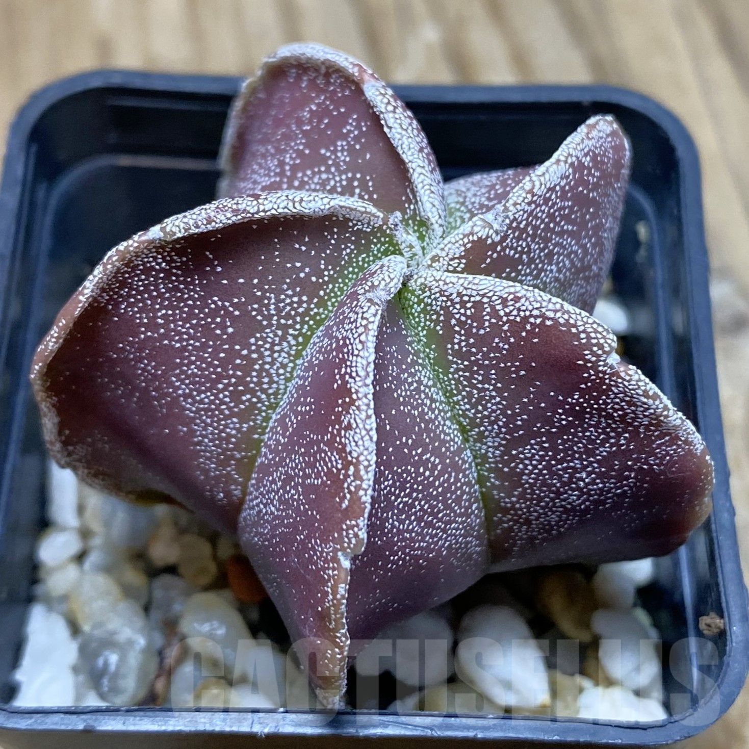 SH14096 Astrophytum myriostigma f. nudum
