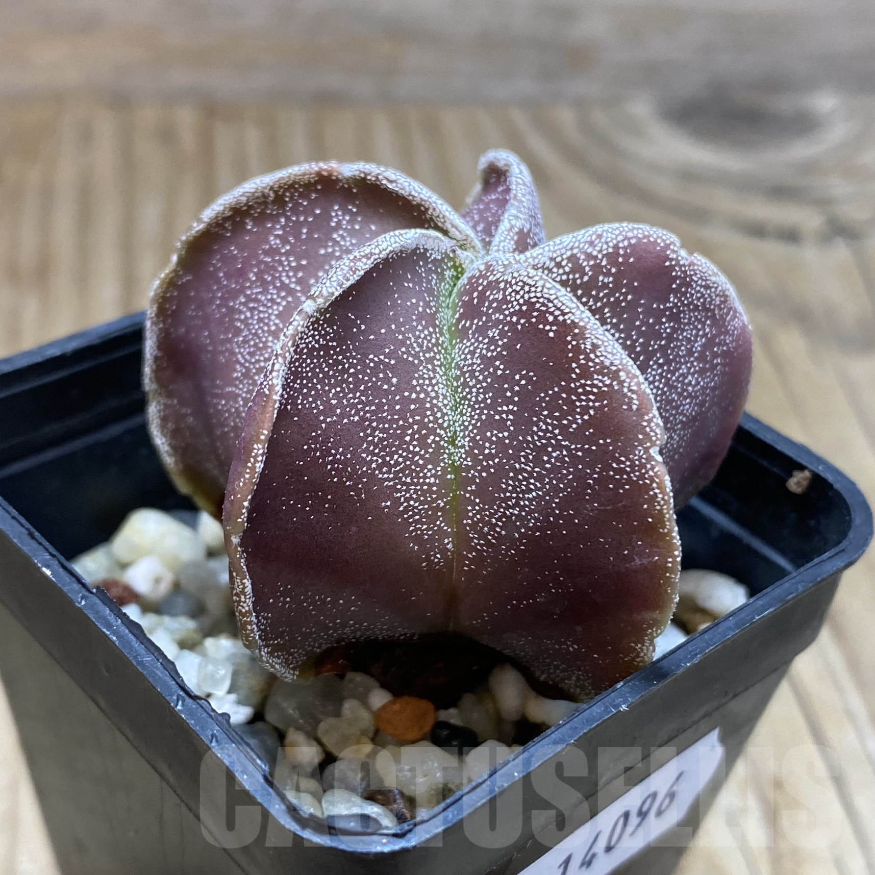 SH14096 Astrophytum myriostigma f. nudum - Image 2