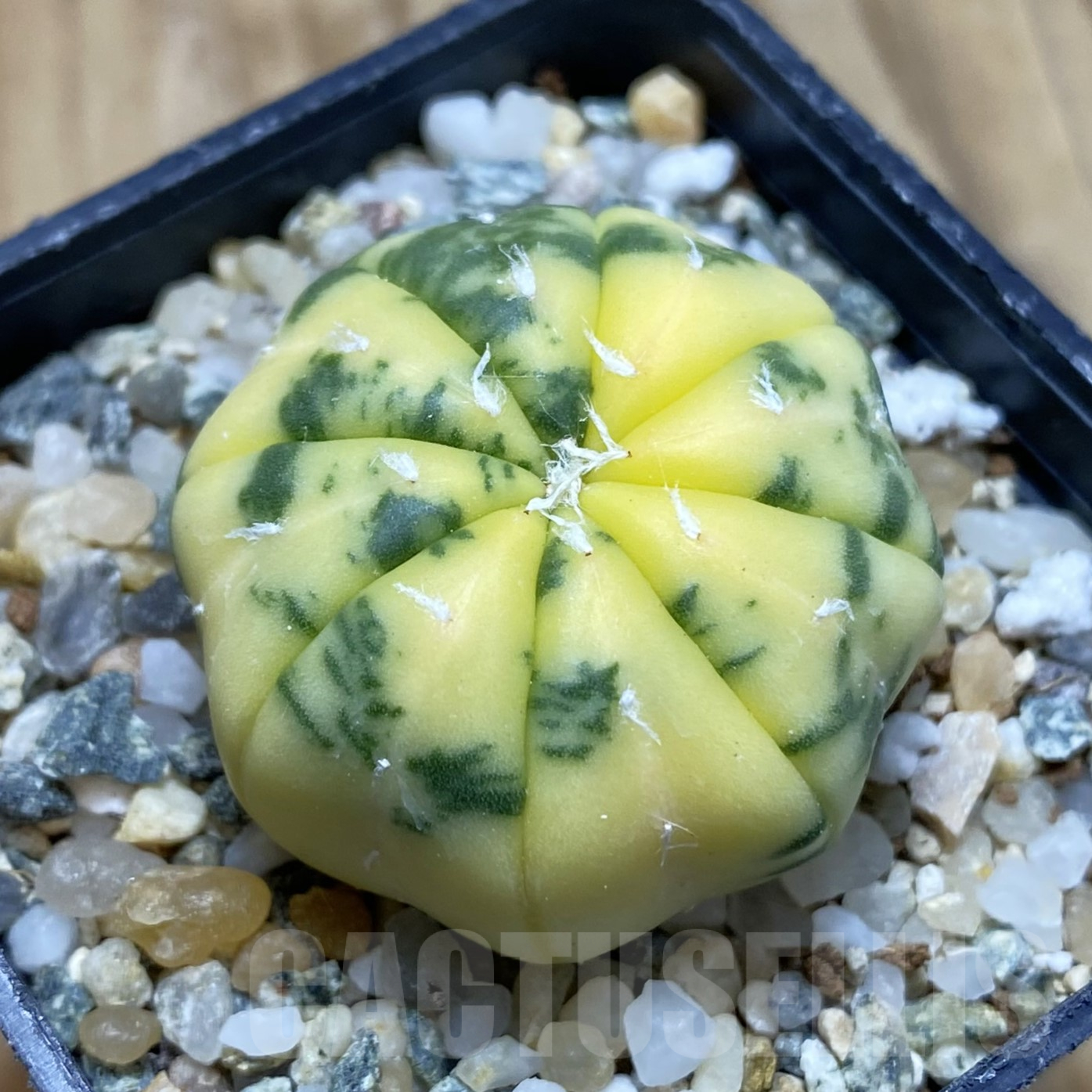SH14097 Astrophytum asterias f. variegata