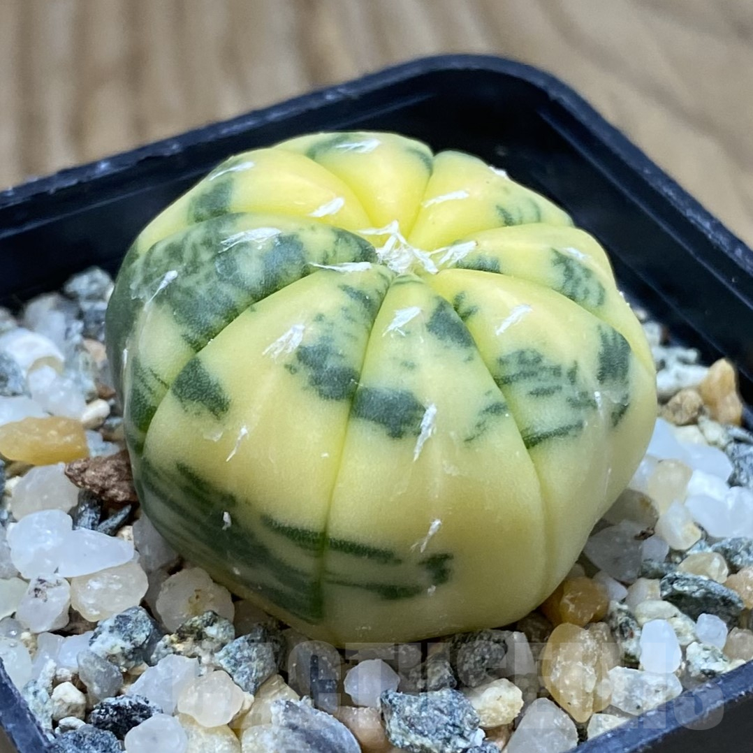 SH14097 Astrophytum asterias f. variegata - Image 2