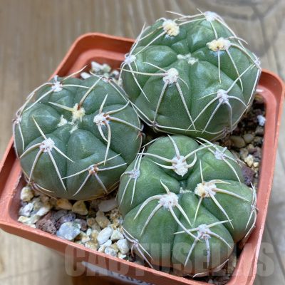 SH14099 Gymnocalycium horstii, 3 plants old 6 years
