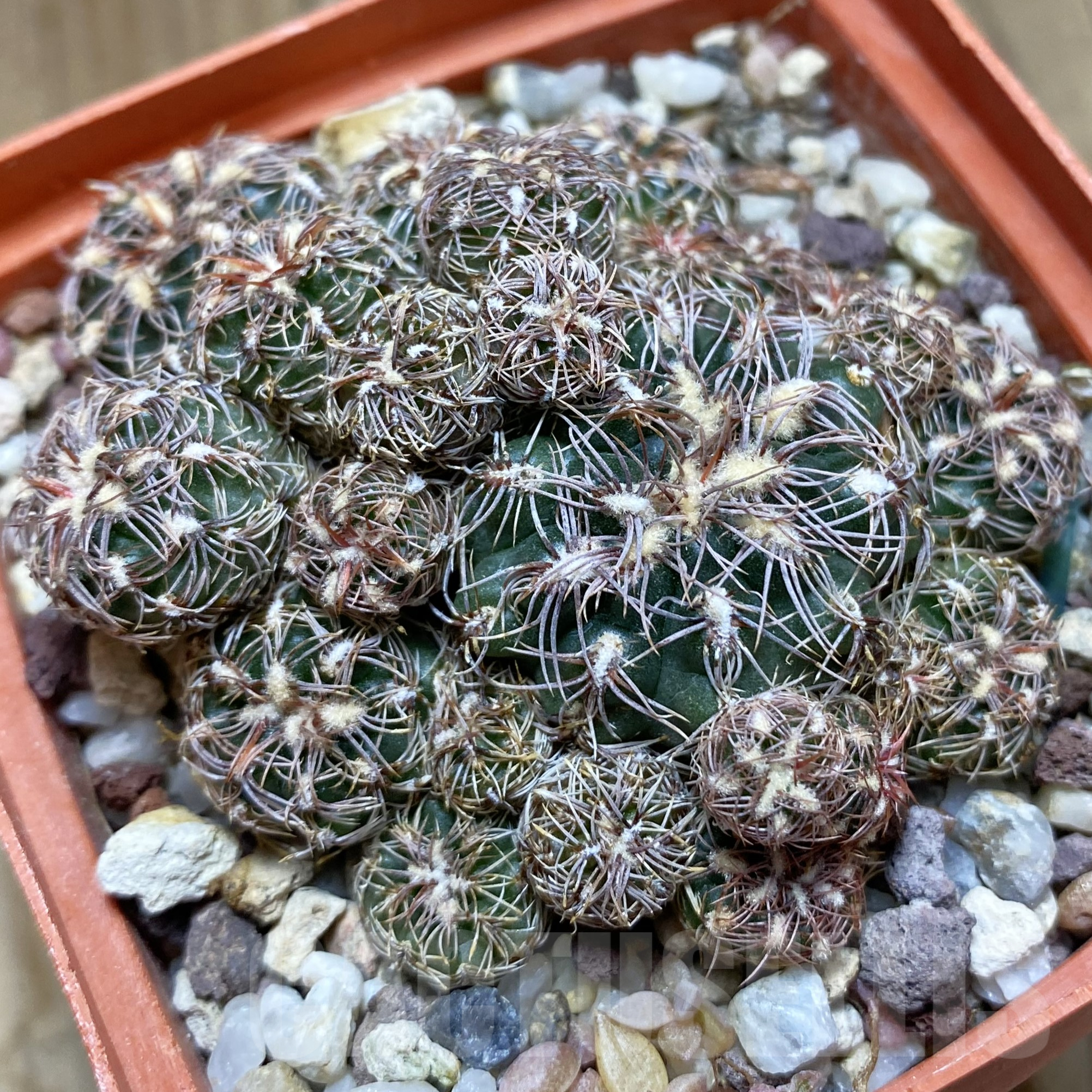 SH14100 Gymnocalycium bruchii v. hossei, old 8 years