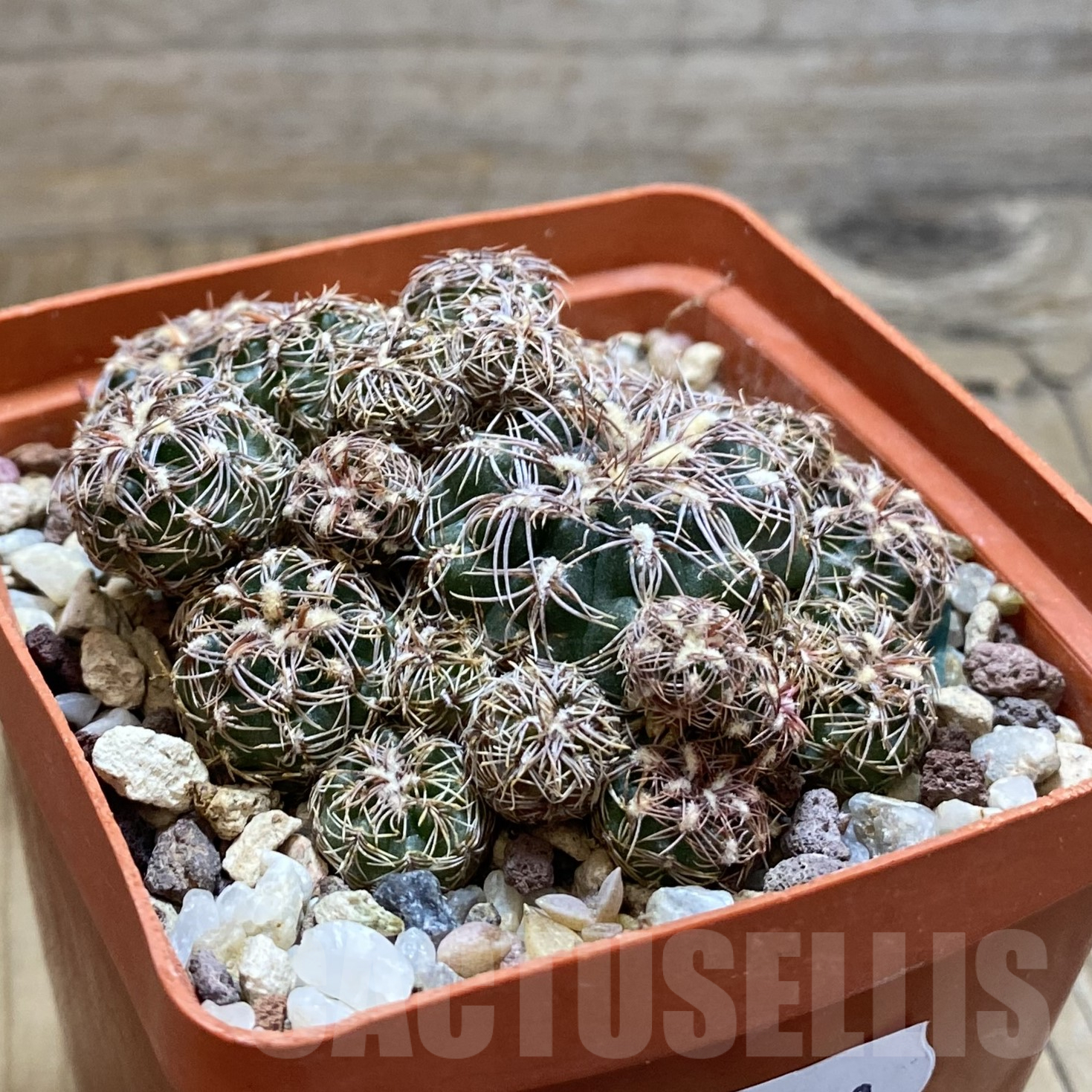 SH14100 Gymnocalycium bruchii v. hossei, old 8 years - Image 2