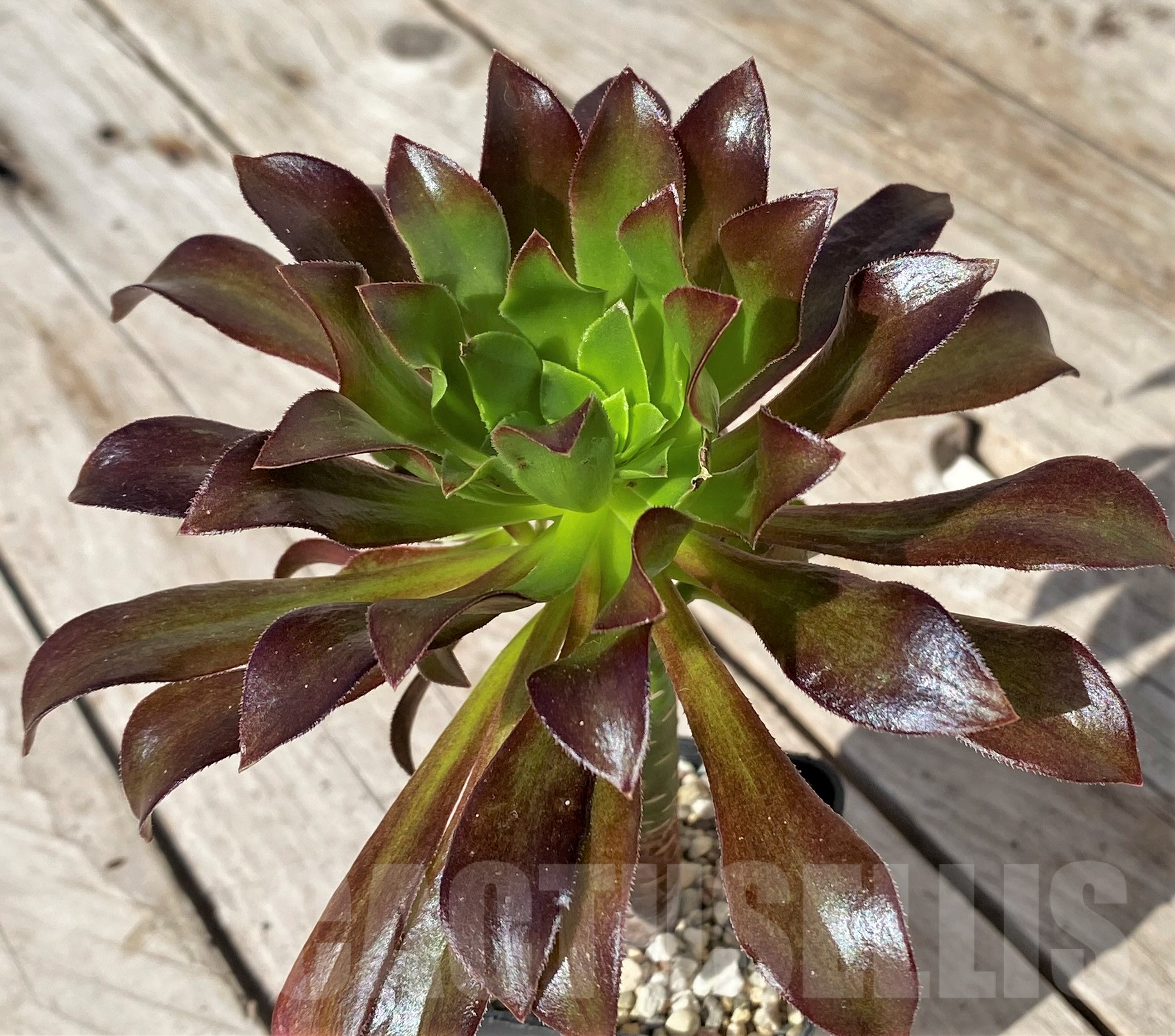 SHPR41848 Aeonium sp. - Image 2