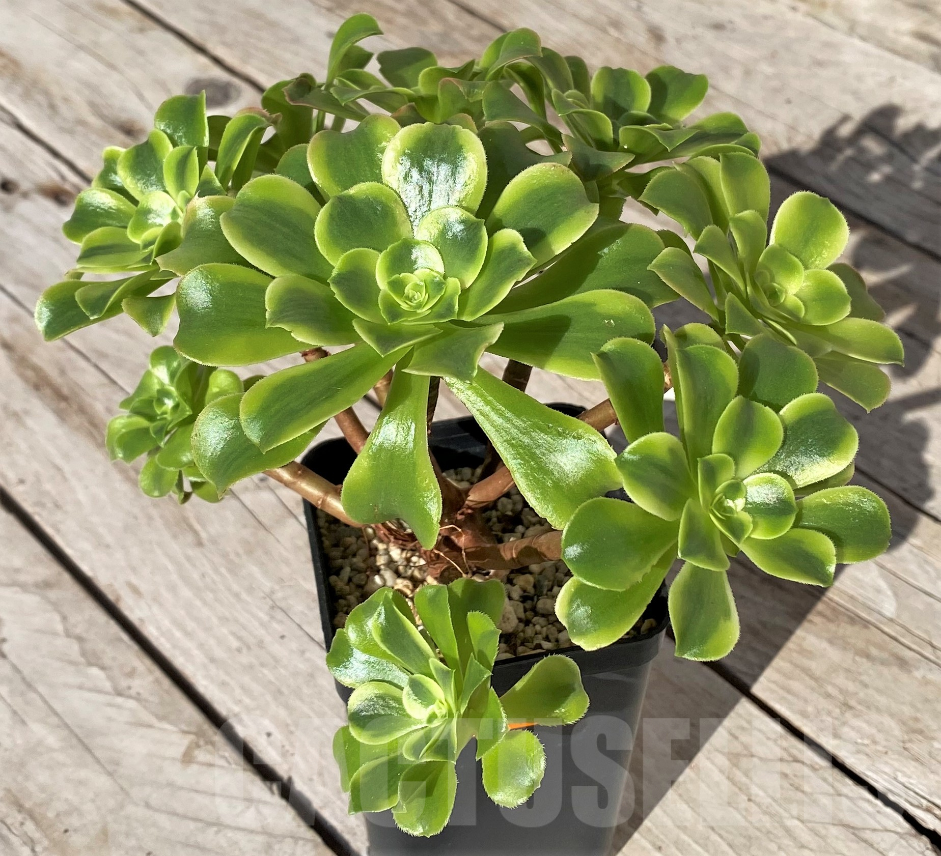 SHPR41849 Aeonium ‘Golden Jade’ - Image 2