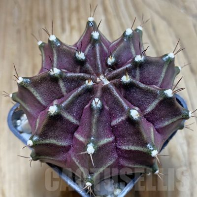 SH14102 Gymnocalycium mihanovichii ‘Black Widow’ hybrid, seedling