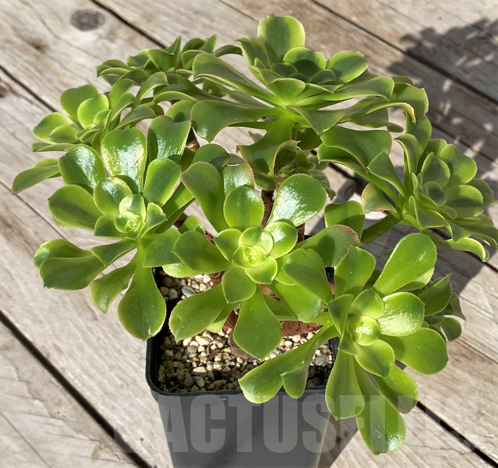 SHPR41849 Aeonium ‘Golden Jade’