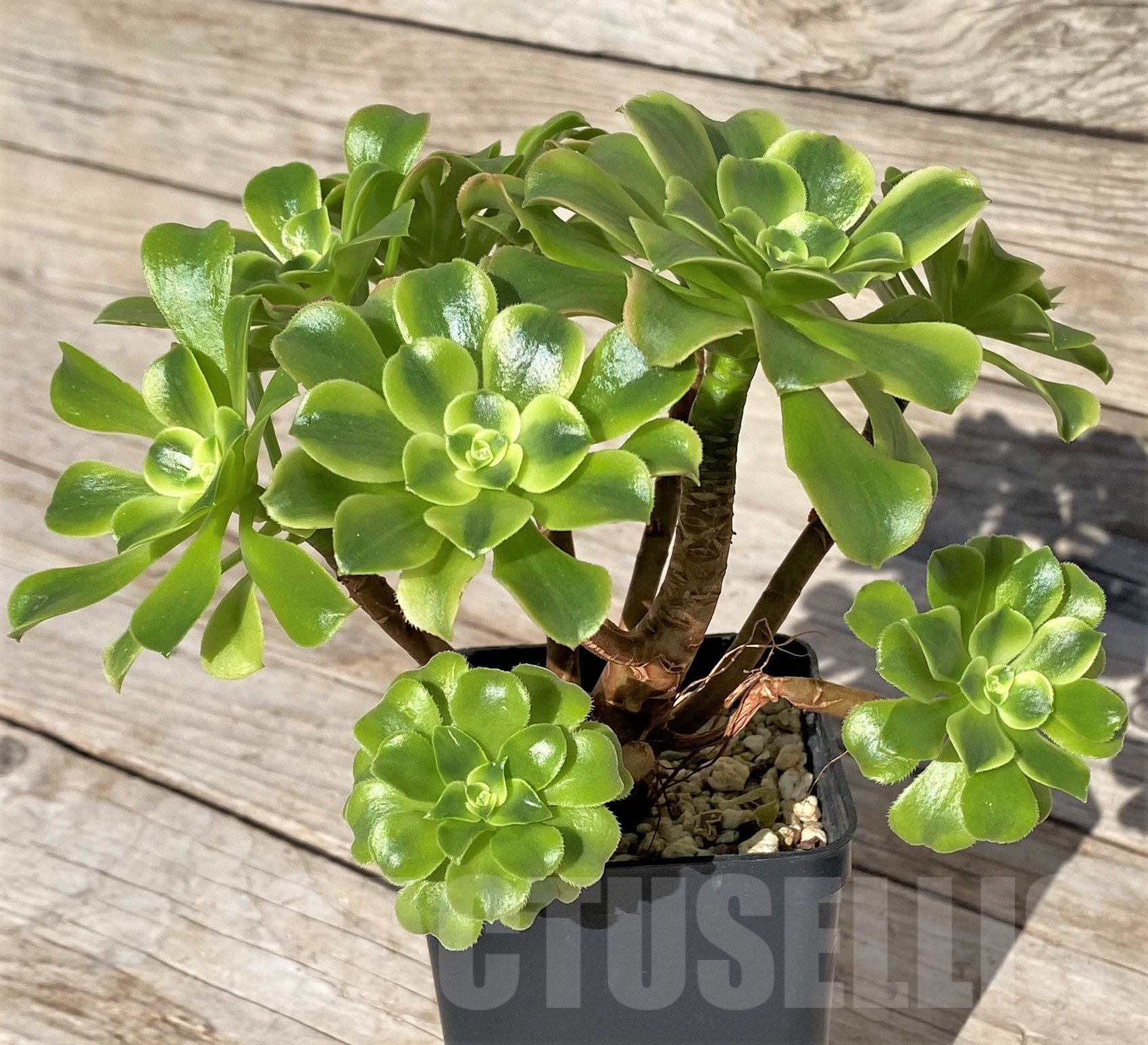 SHPR41849 Aeonium ‘Golden Jade’ - Image 3