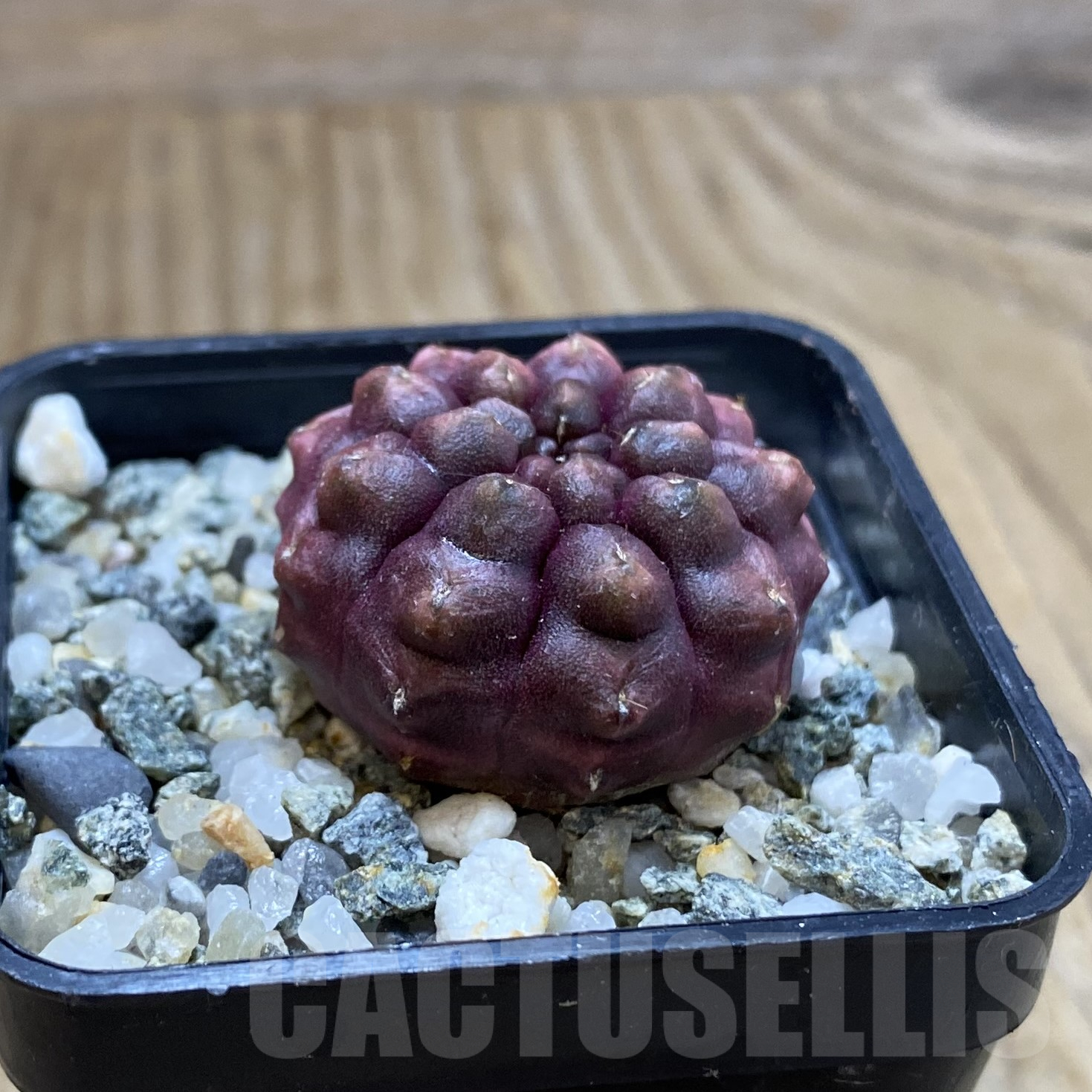 SH14103 Gymnocalycium mihanovichii 'Day Dream', seedling - Image 2