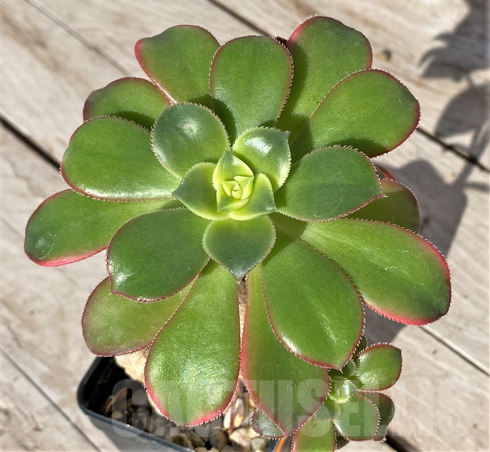 SHPR41851 Aeonium ‘Kiwi’