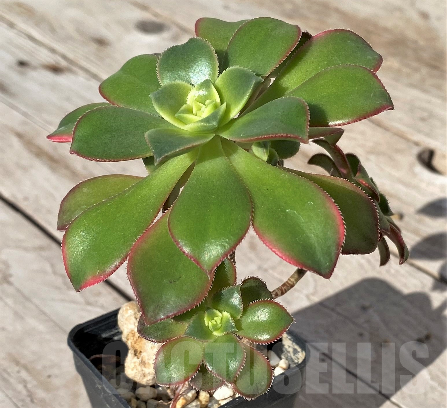 SHPR41851 Aeonium ‘Kiwi’ - Image 2