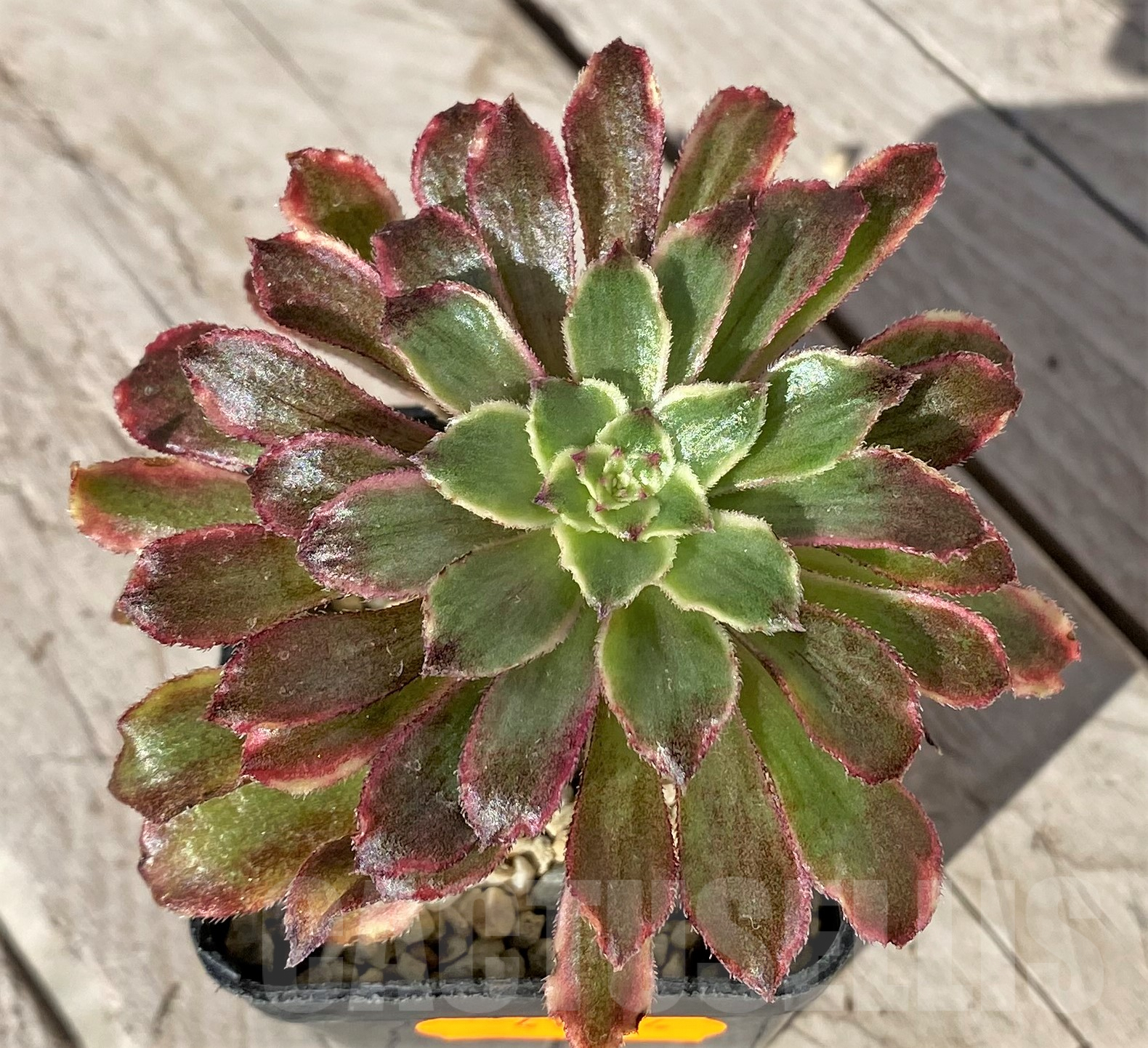 SHPR41854 Aeonium ‘Mardi Gras’ - Image 2