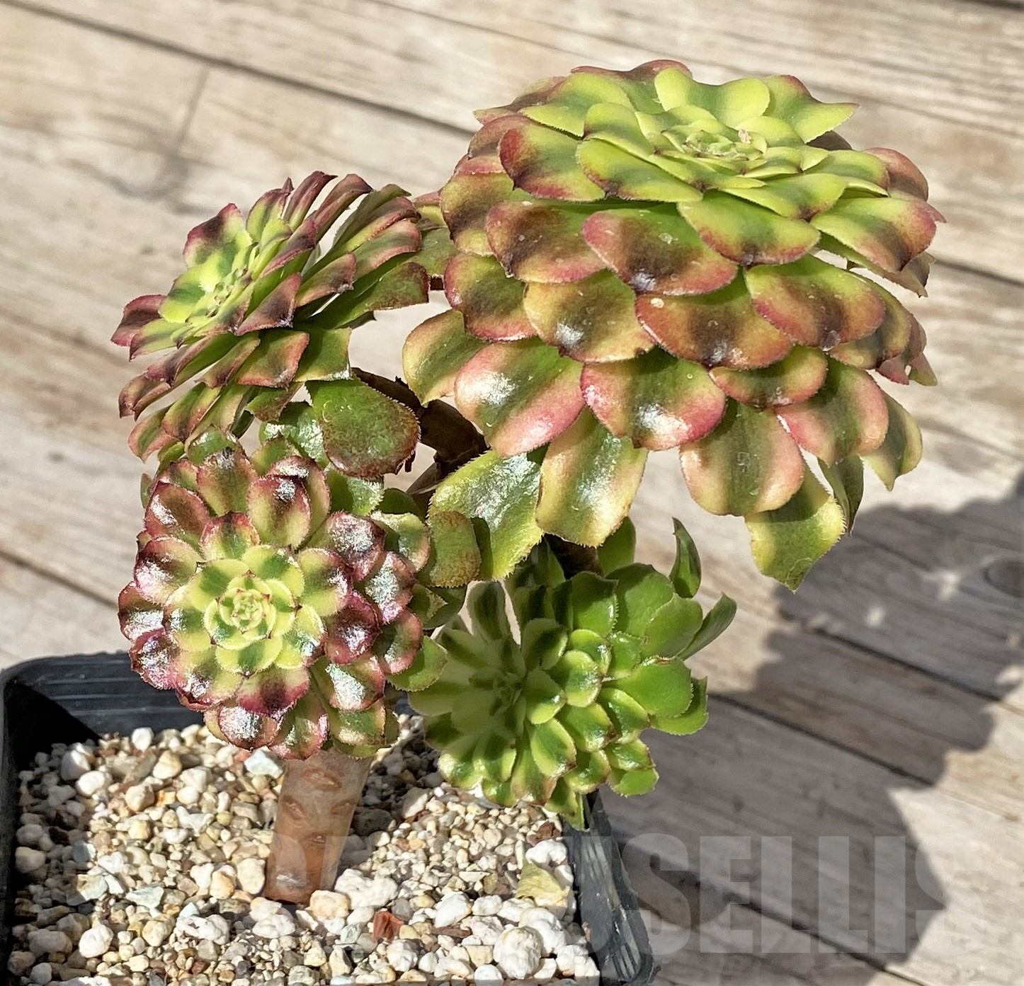 SHPR41855 Aeonium ‘Mardi Gras’ - Image 2