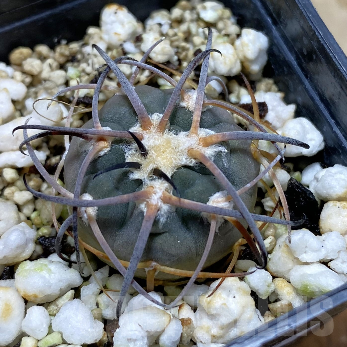 SH14108 Gymnocalycium spegazzinii TOM 314/1