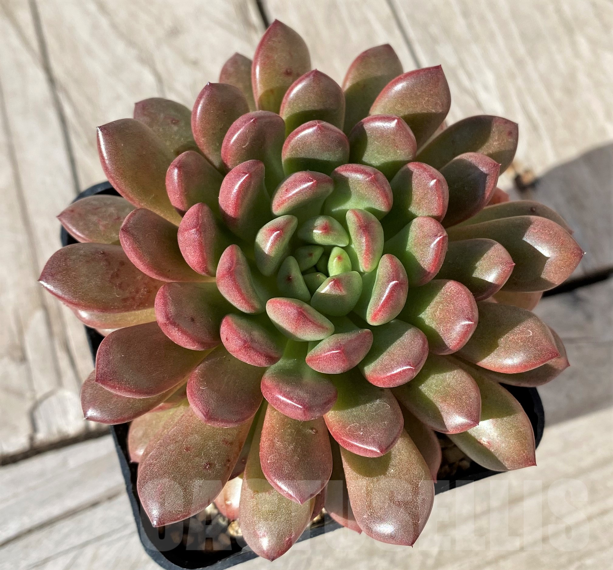 SHPR41859 Sedeveria 'Pink Ruby' - Image 2