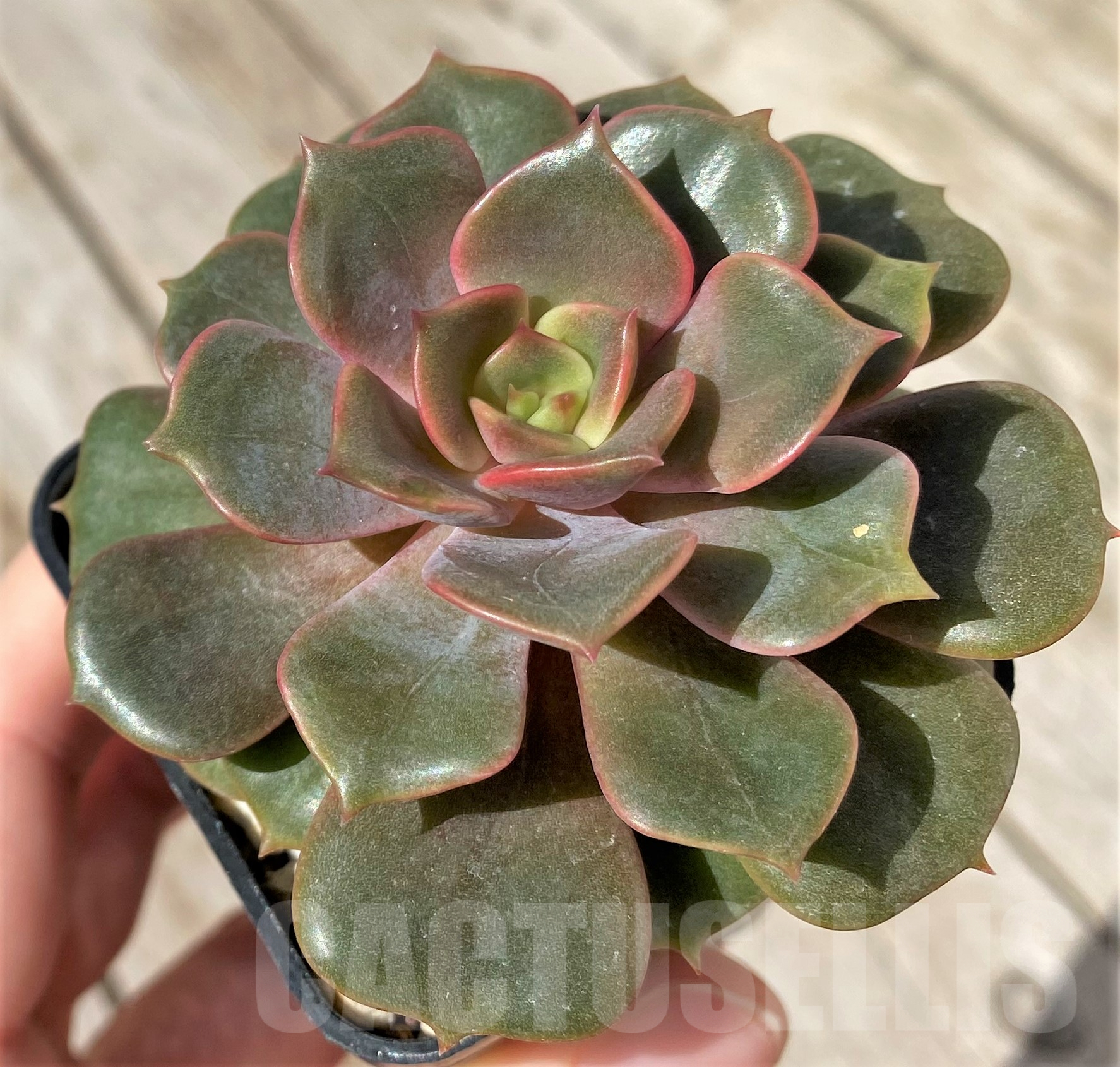 SHPR41860 Echeveria hybrid - Image 2