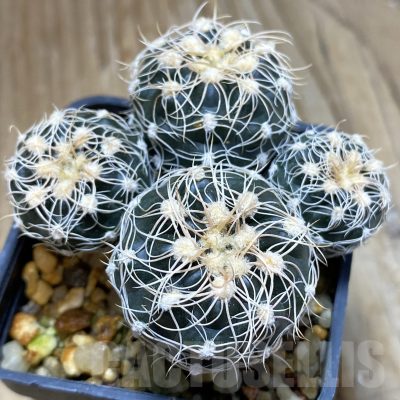SH14112 Gymnocalycium bruchii