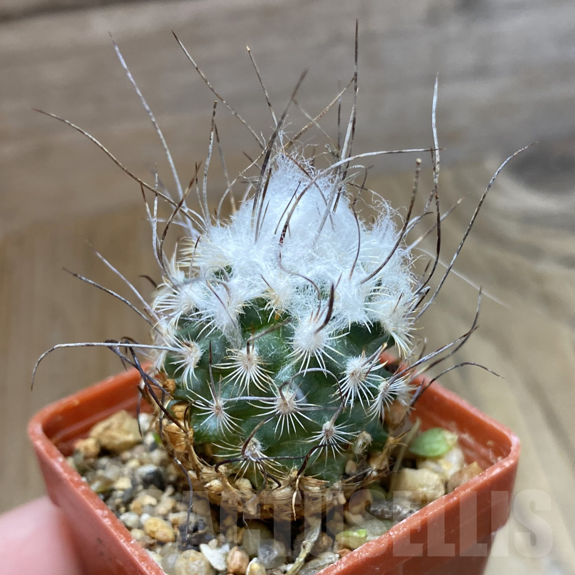 SH14118 Turbinicarpus dickisoniae
