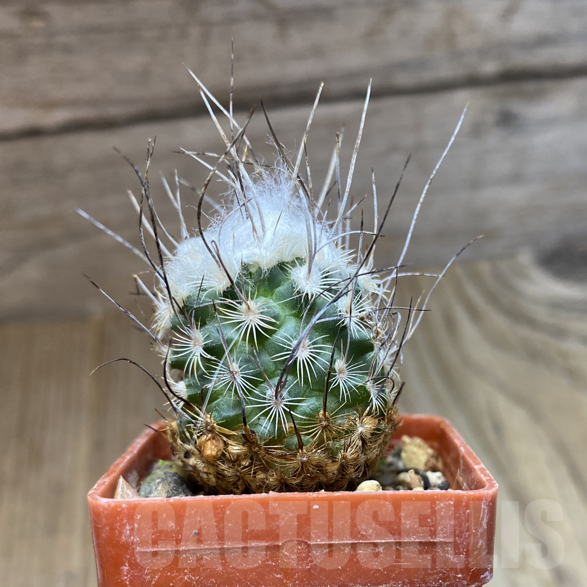 SH14118 Turbinicarpus dickisoniae - Image 2