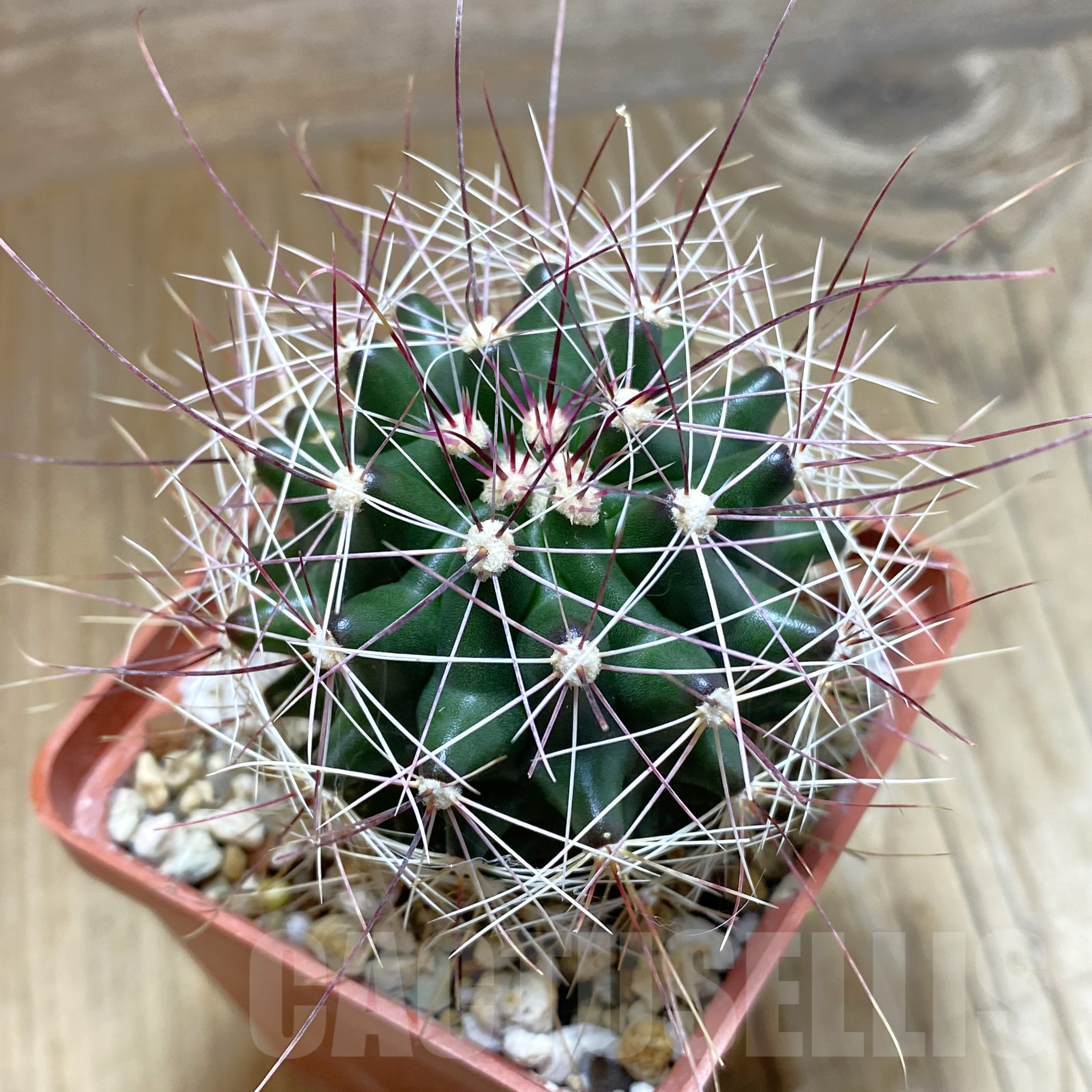 SH14127 Ferocactus hamatacanthus v. longihamatus GL150