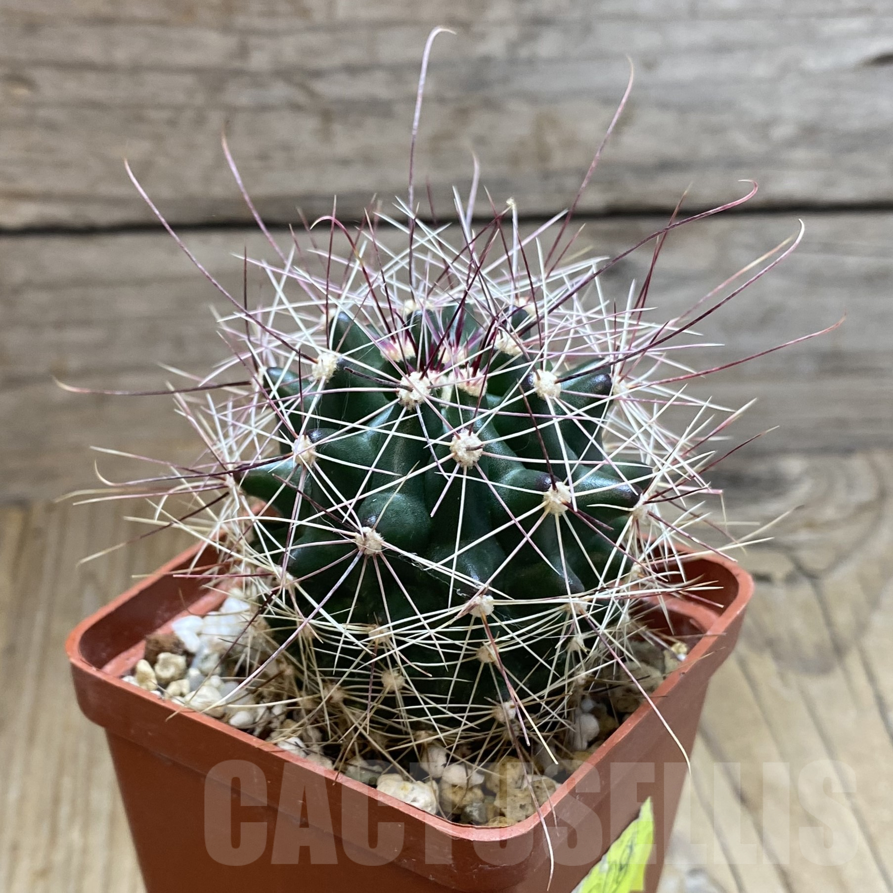 SH14127 Ferocactus hamatacanthus v. longihamatus GL150 - Image 2