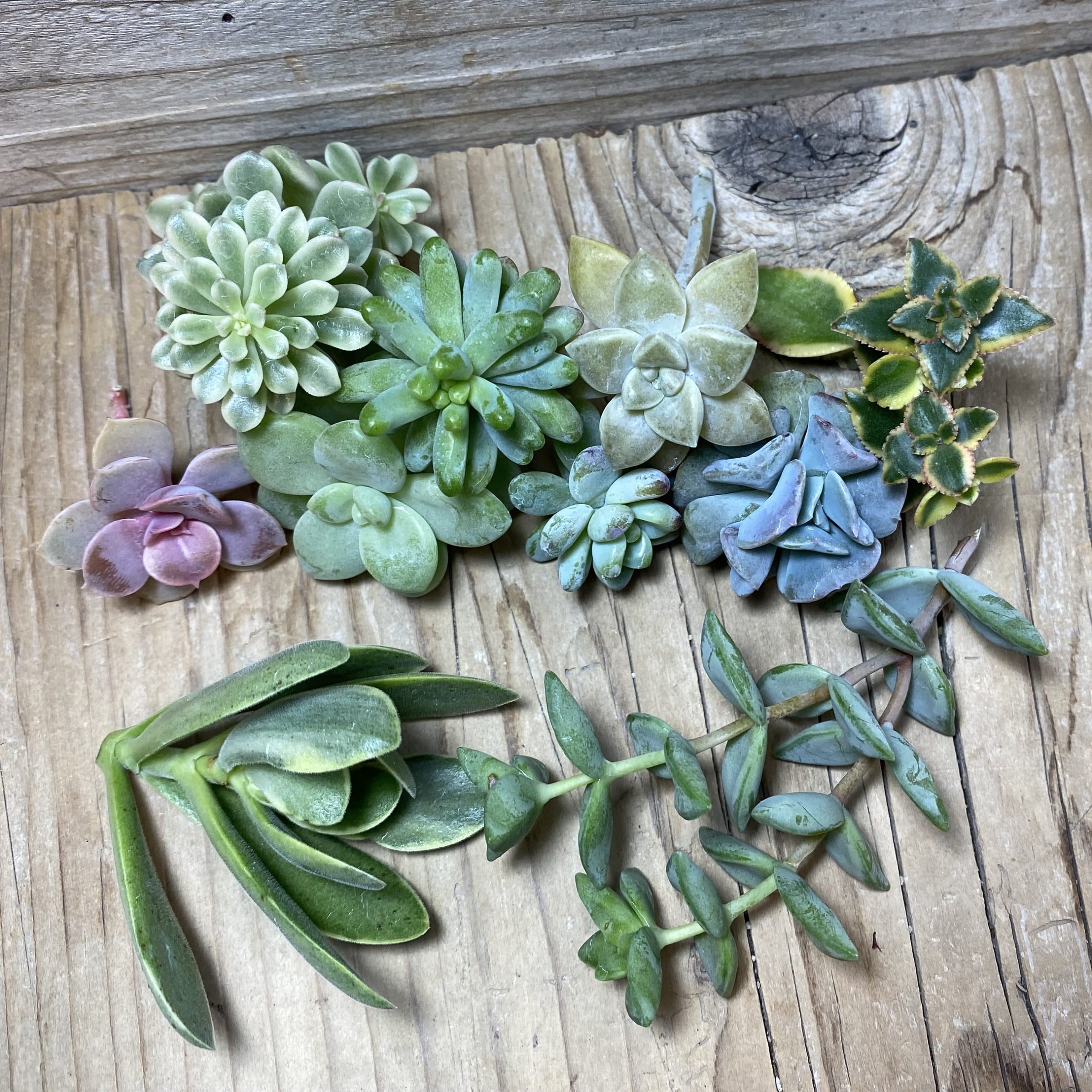 SH26188 Succulents mix, cuted - Image 2