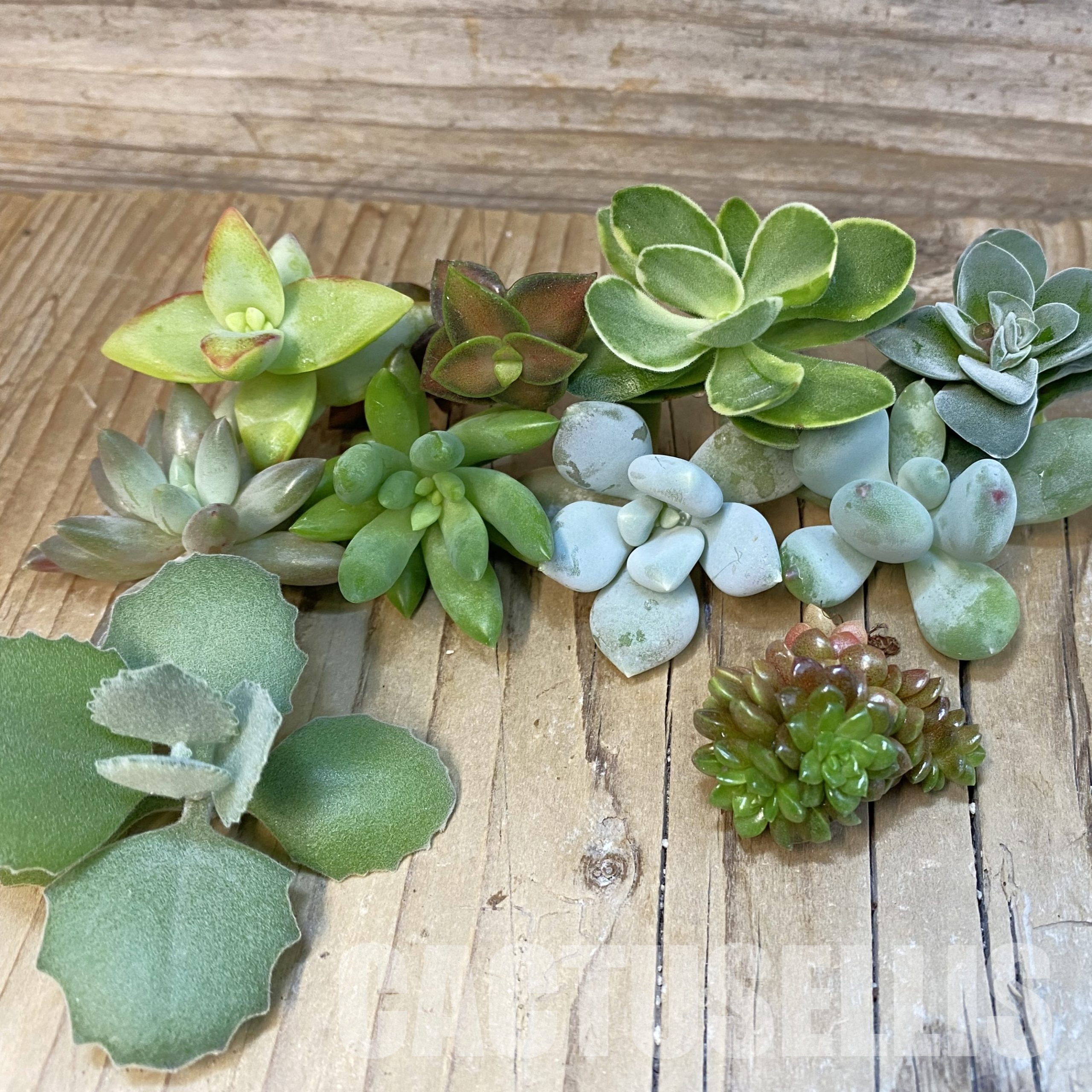 SH31853 Succulents mix, cuted
