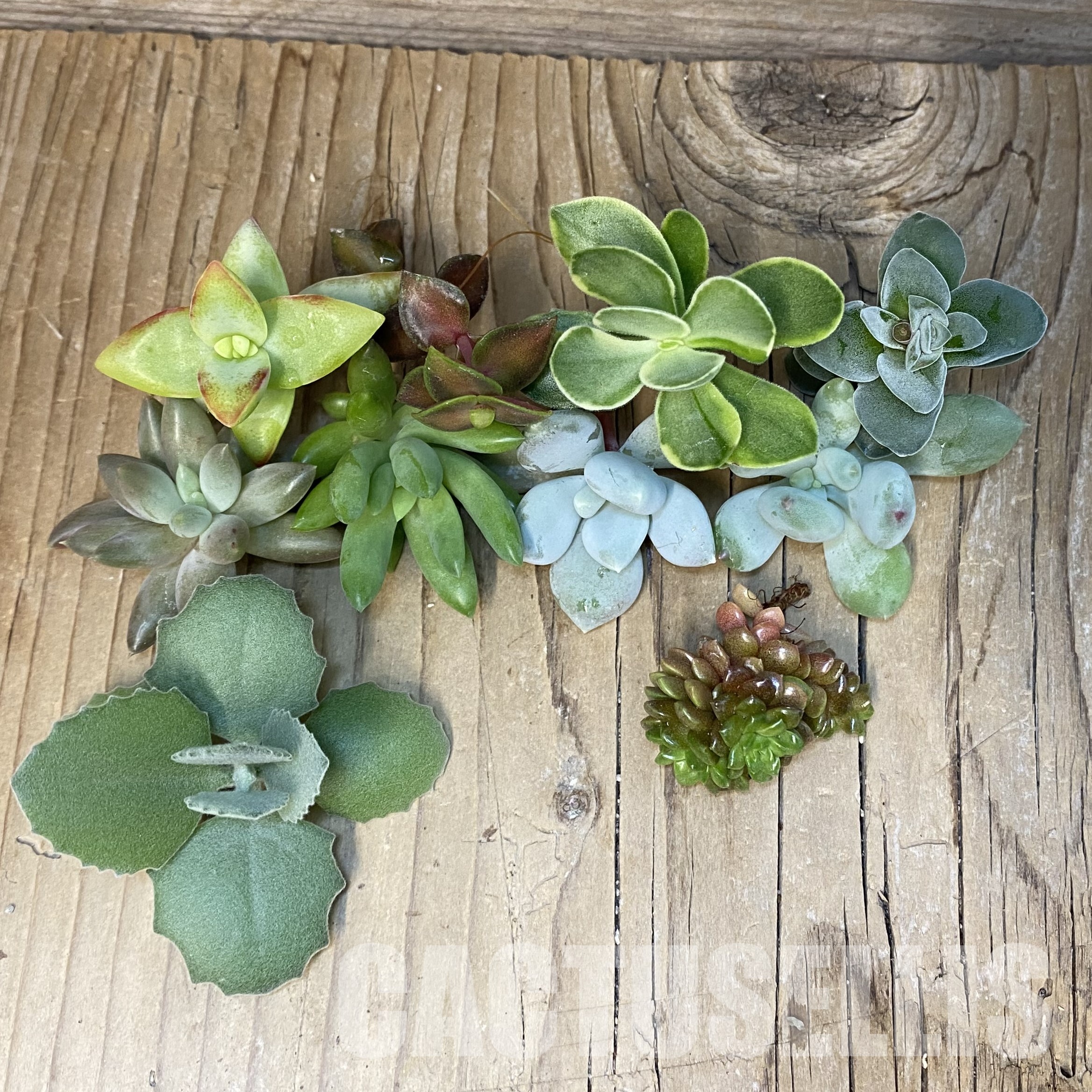 SH31853 Succulents mix, cuted - Image 2