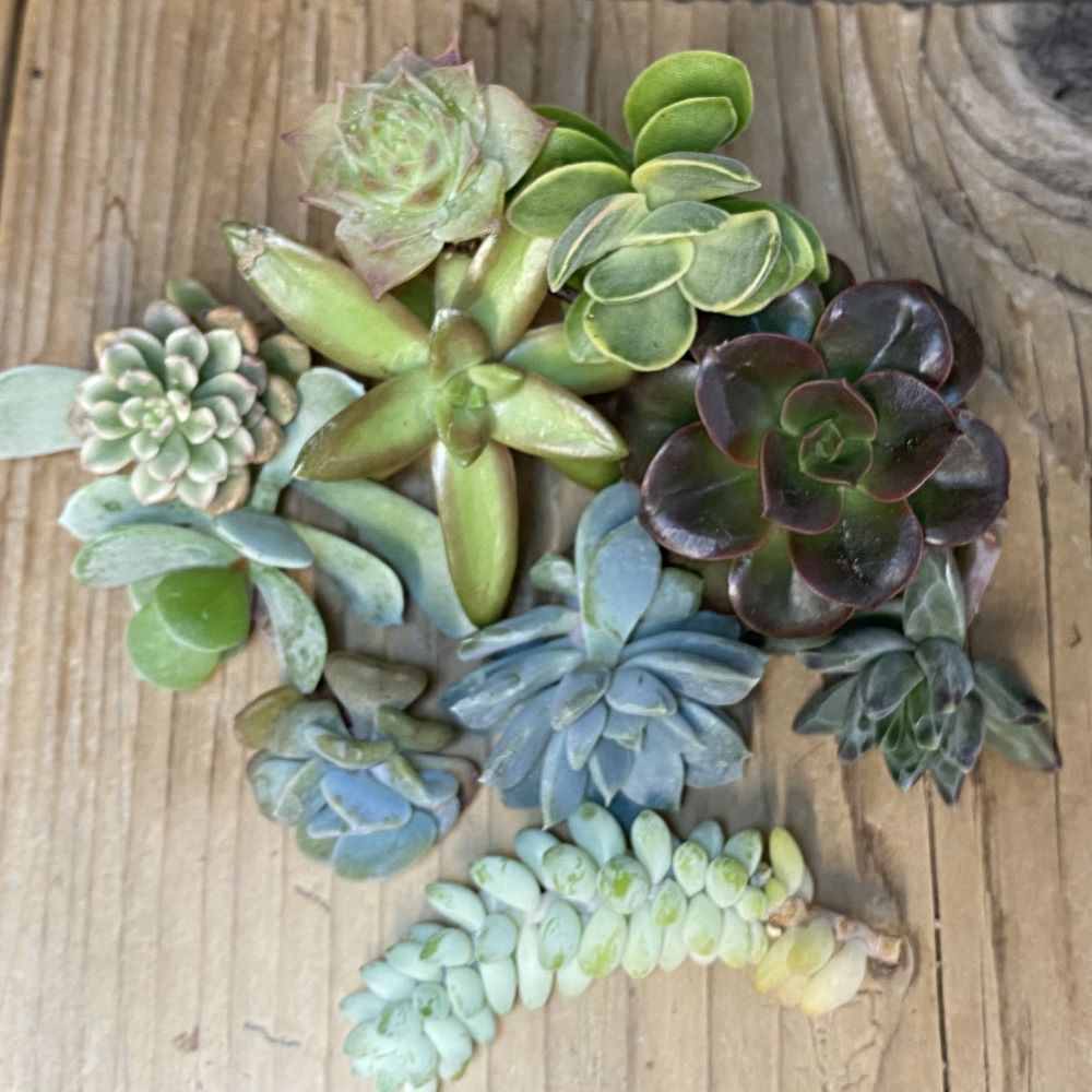 SH28124 Succulents mix, cuted - Image 2