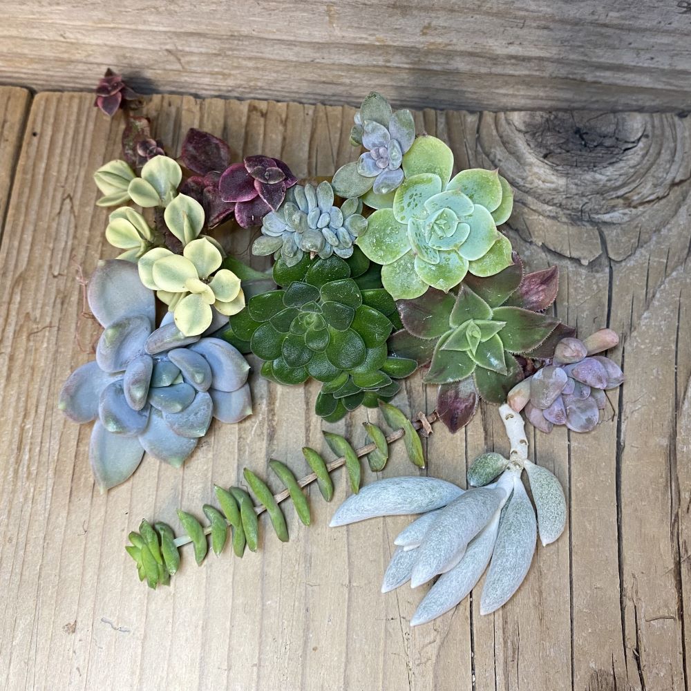 SH28125 Succulents mix, cuted - Image 2
