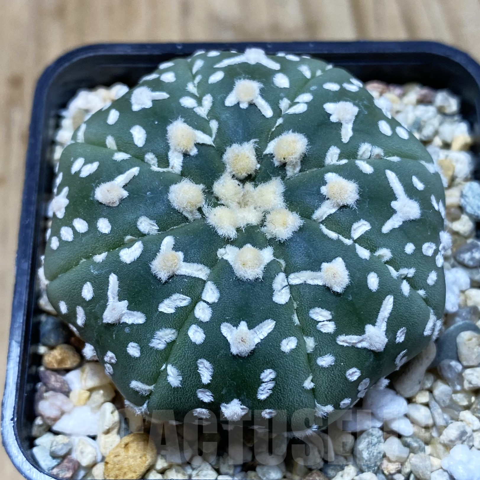 SH4281 Astrophytum asterias ‘Super Kabuto’ V-type f. nudum