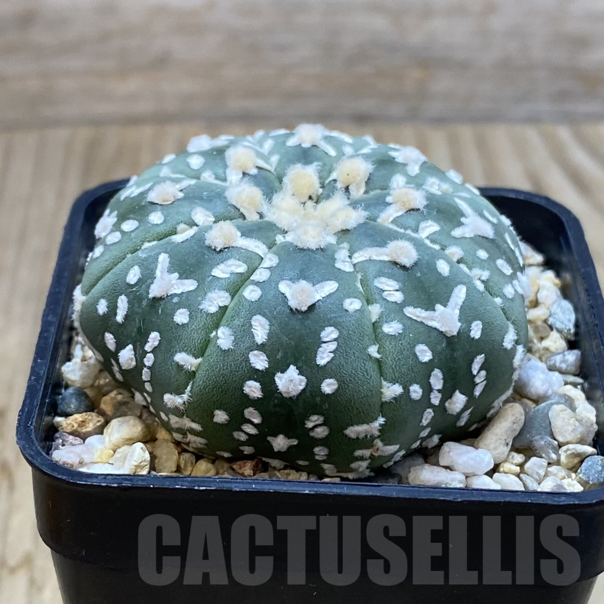 SH4281 Astrophytum asterias ‘Super Kabuto’ V-type f. nudum - Image 2