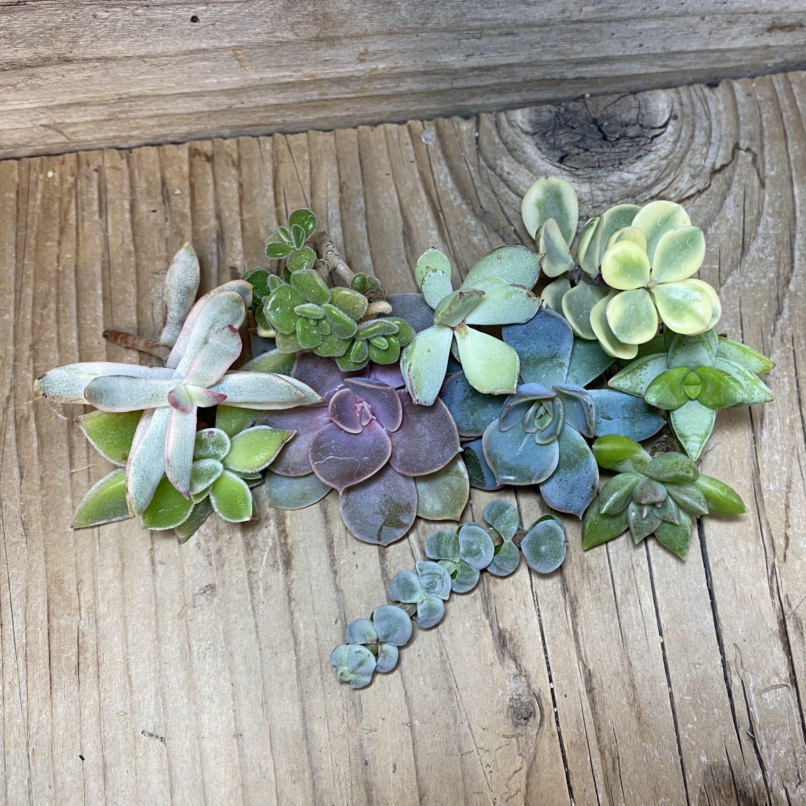 SH26255 Succulents mix, cuted - Image 2
