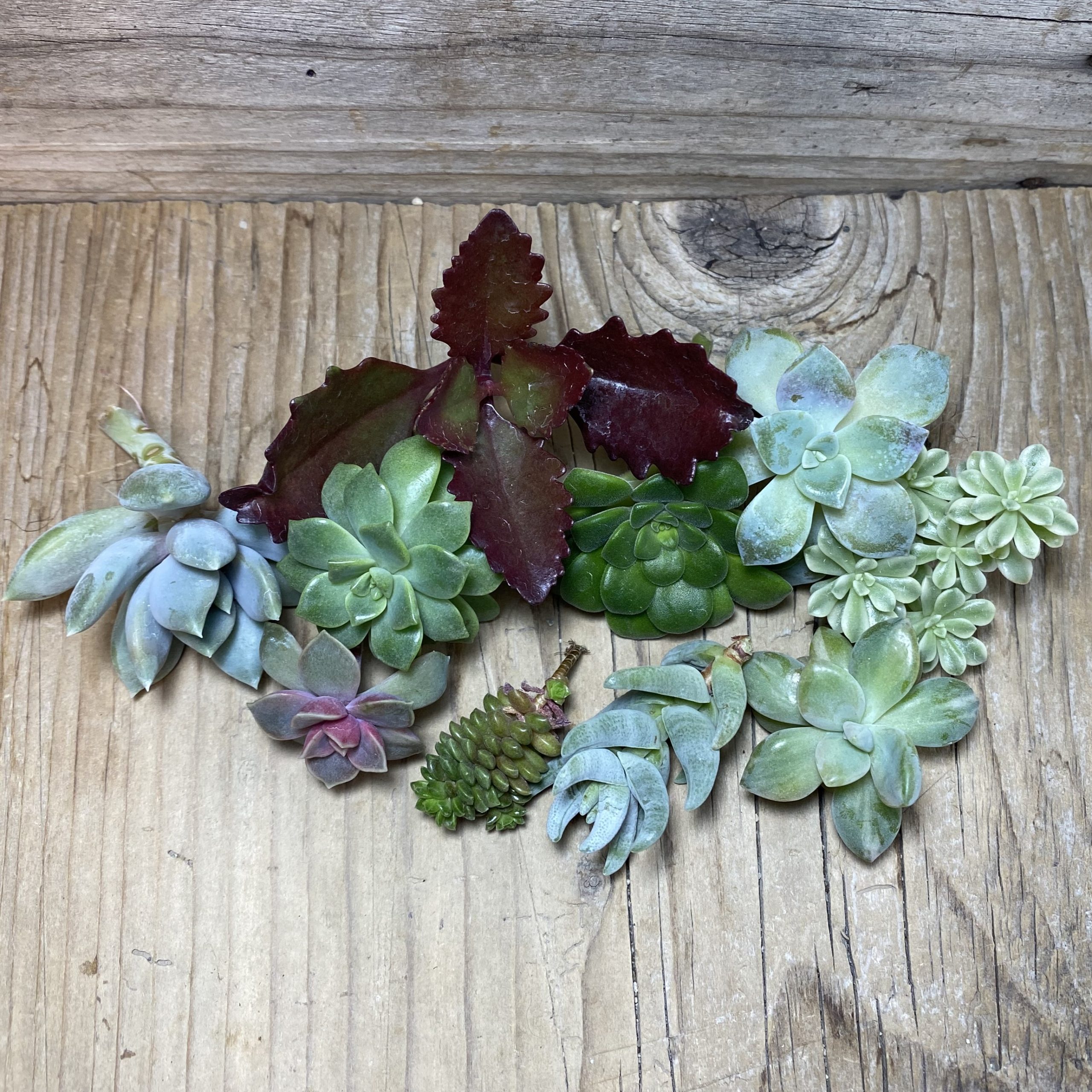 SH26323 Succulents mix, cuted - Image 2