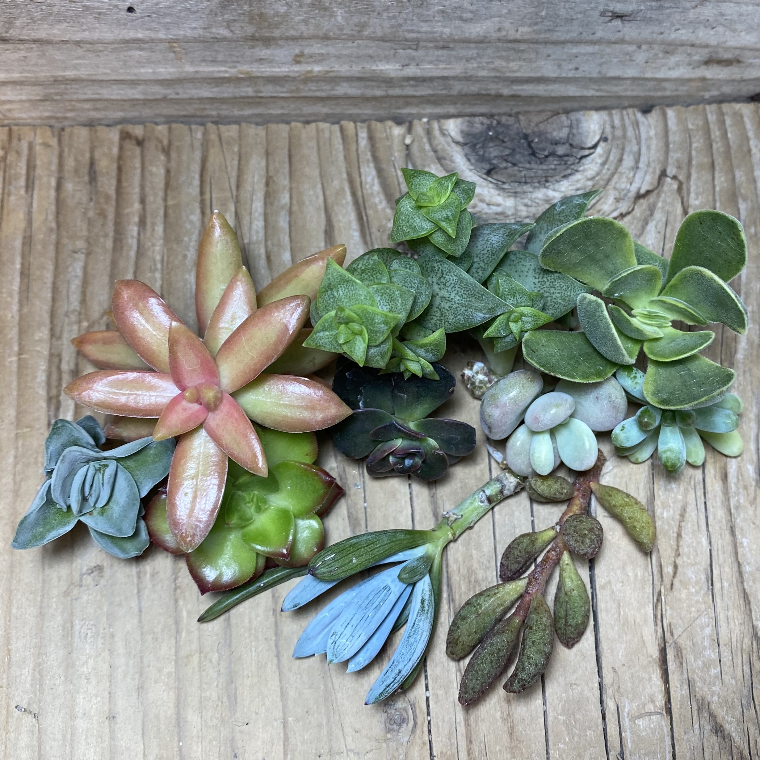 SH26324 Succulents mix, cuted - Image 2