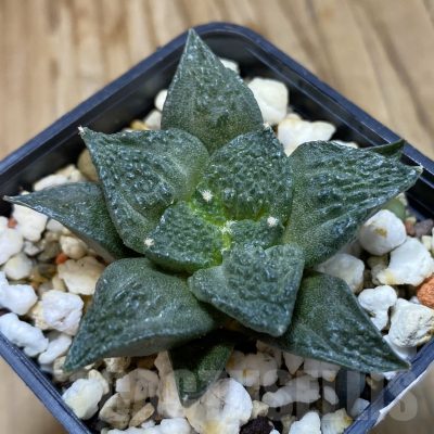 SH19251 Ariocarpus fissuratus 'Godzilla' hybrid, seedling
