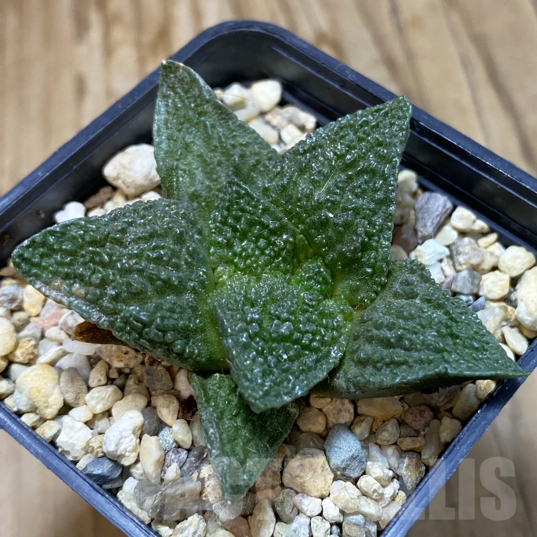 SH19252 Ariocarpus fissuratus 'Godzilla' hybrid, seedling