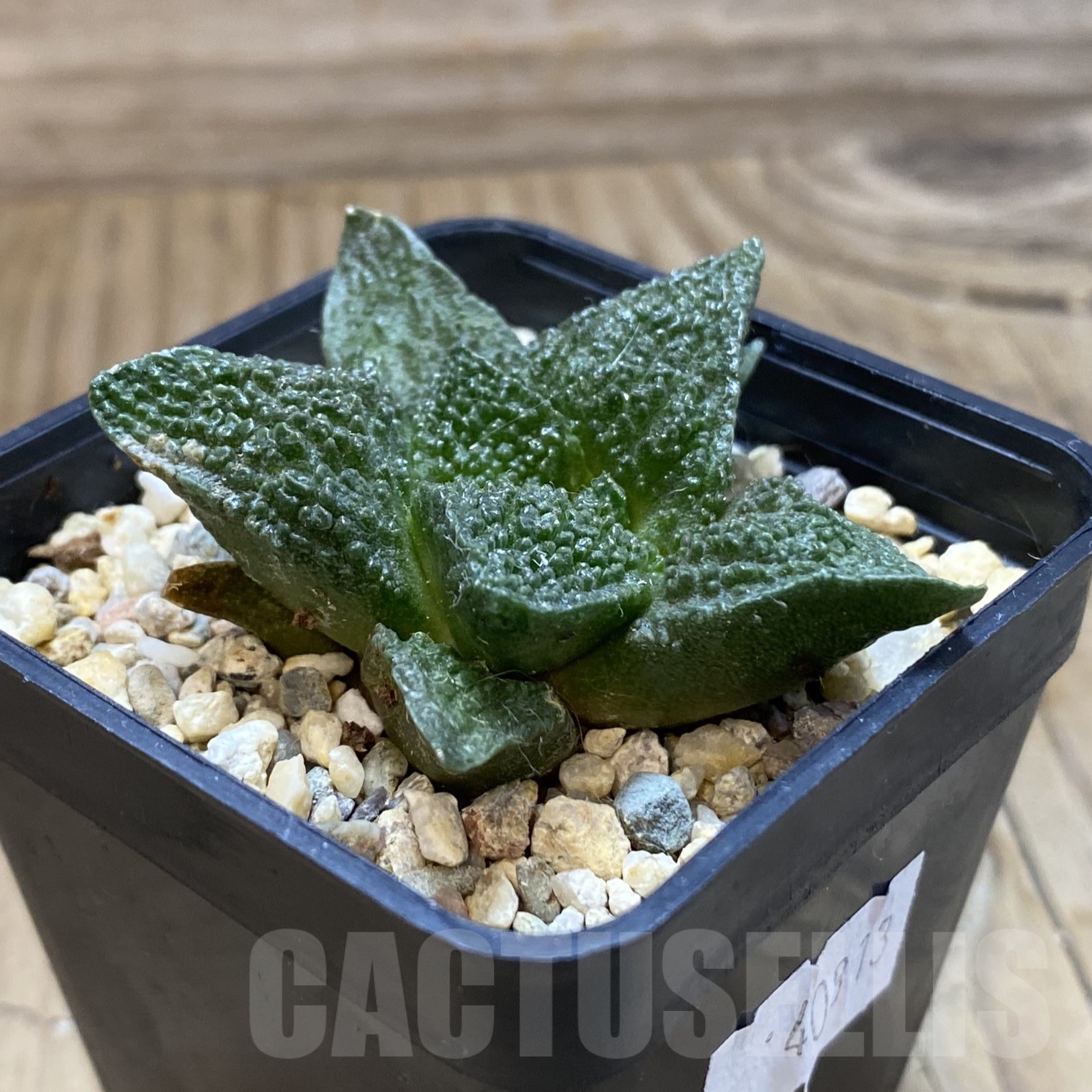 SH19252 Ariocarpus fissuratus 'Godzilla' hybrid, seedling - Image 2