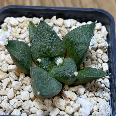 SH19253 Ariocarpus fissuratus 'Godzilla' hybrid, seedling