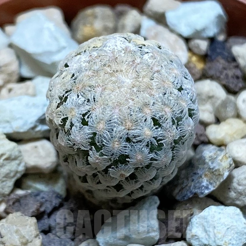 SH19256 Turbinicarpus valdezianus MZ 662