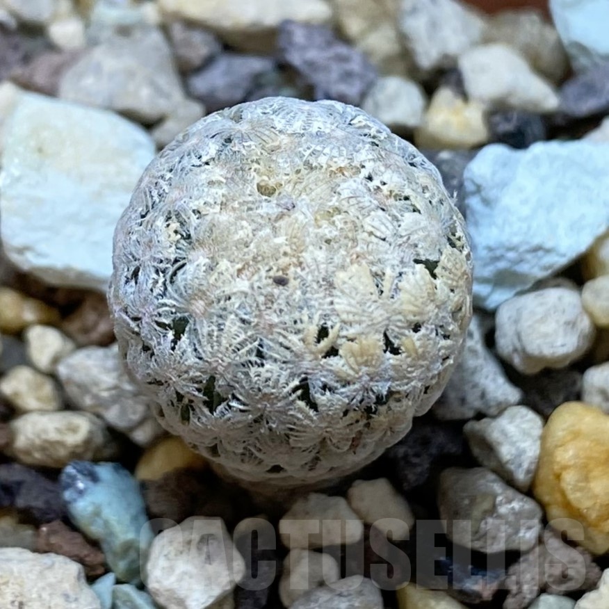 SH19257 Turbinicarpus valdezianus MZ 662