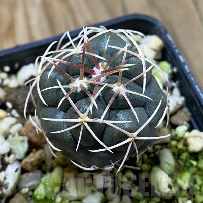 SH19260 Thelocactus hexaedrophorus -Rio Verde- 1100m
