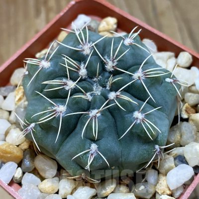 SH19261 Gymnocalycium campestre KLA 18A -village de Mata, Cordoba, Argentina-