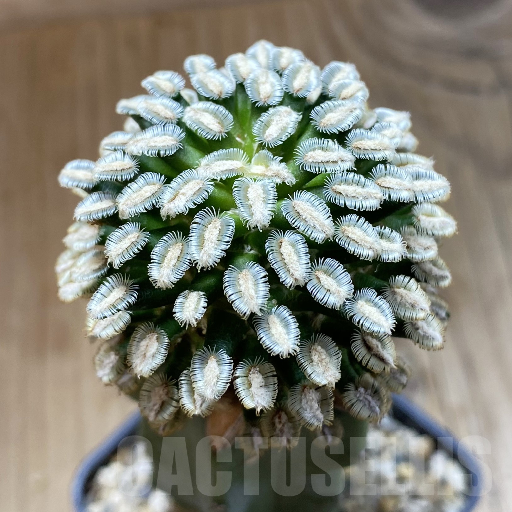 SH19266 Mammillaria bertholdii, grafted