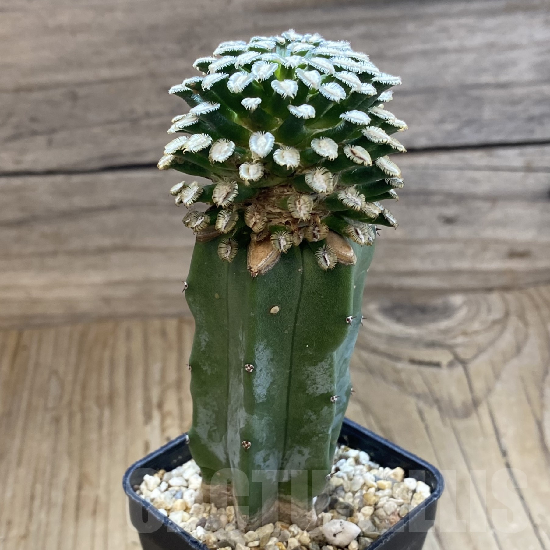 SH19266 Mammillaria bertholdii, grafted - Image 2