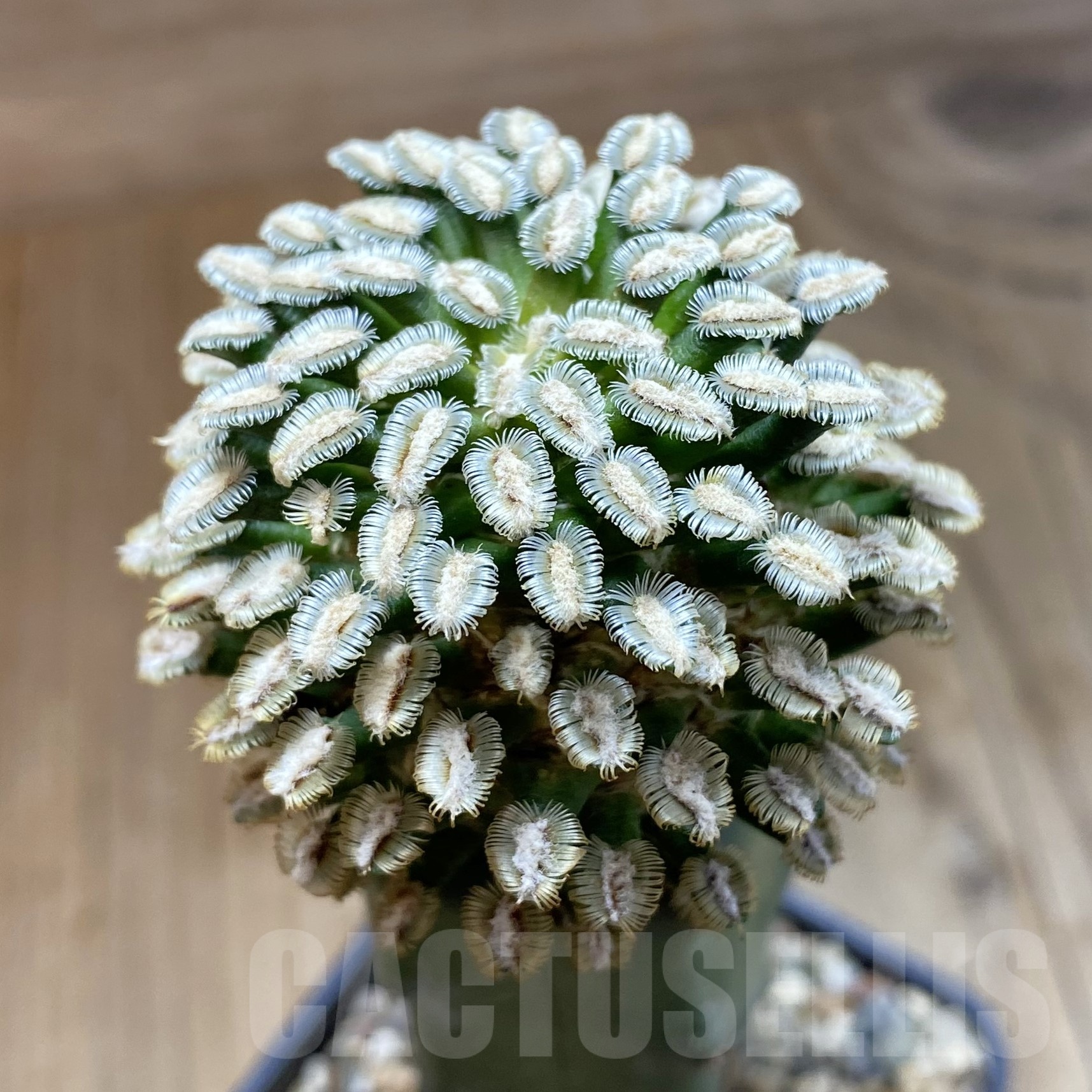 SH19267 Mammillaria bertholdii, grafted