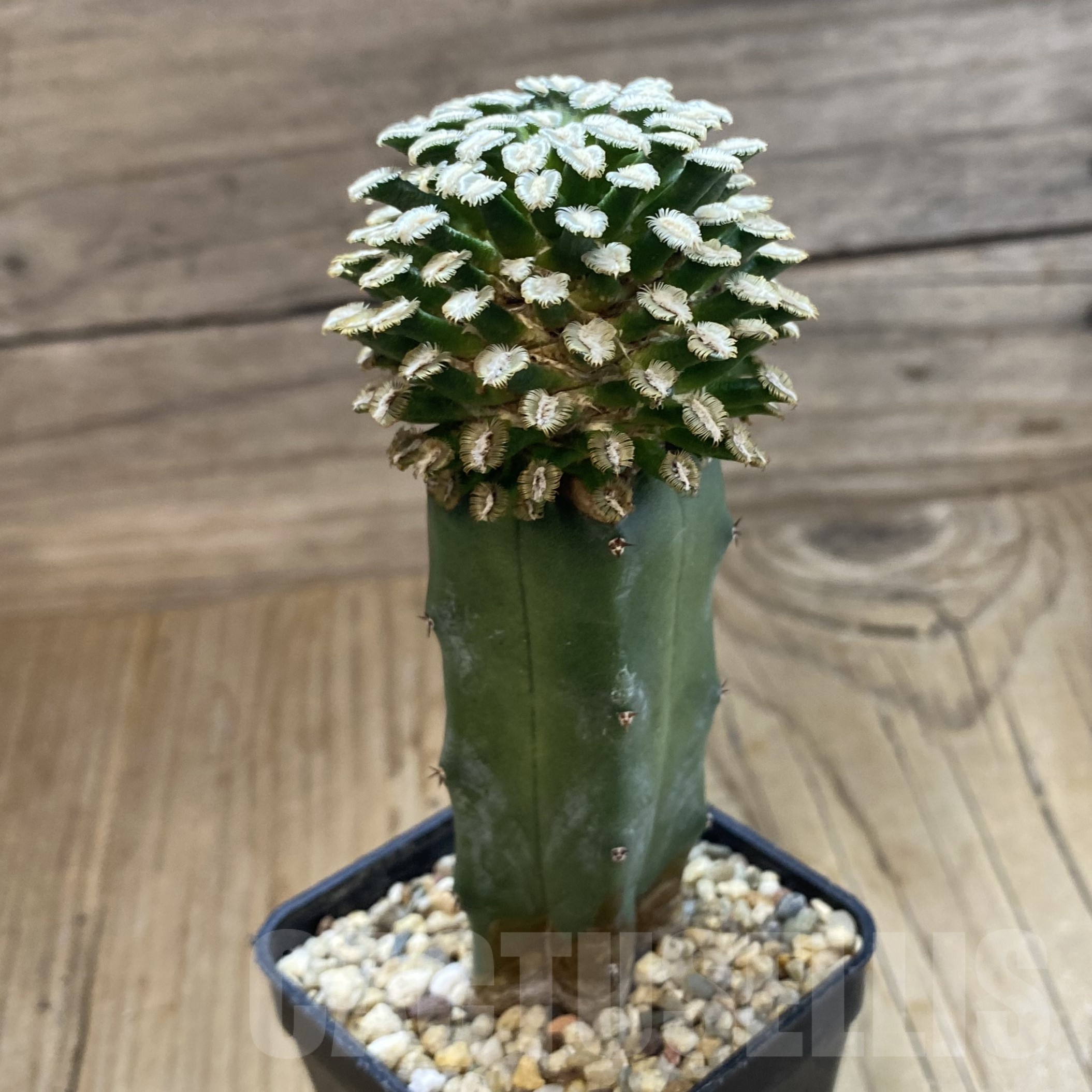 SH19267 Mammillaria bertholdii, grafted - Image 2