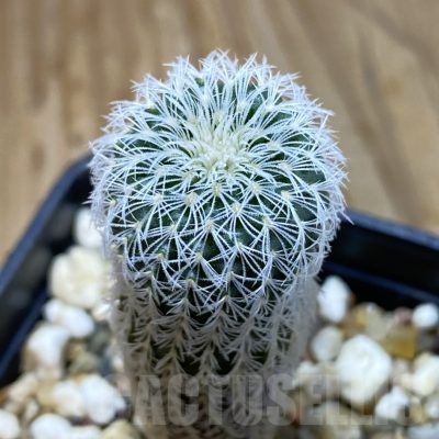 SH19268 Frailea densispina