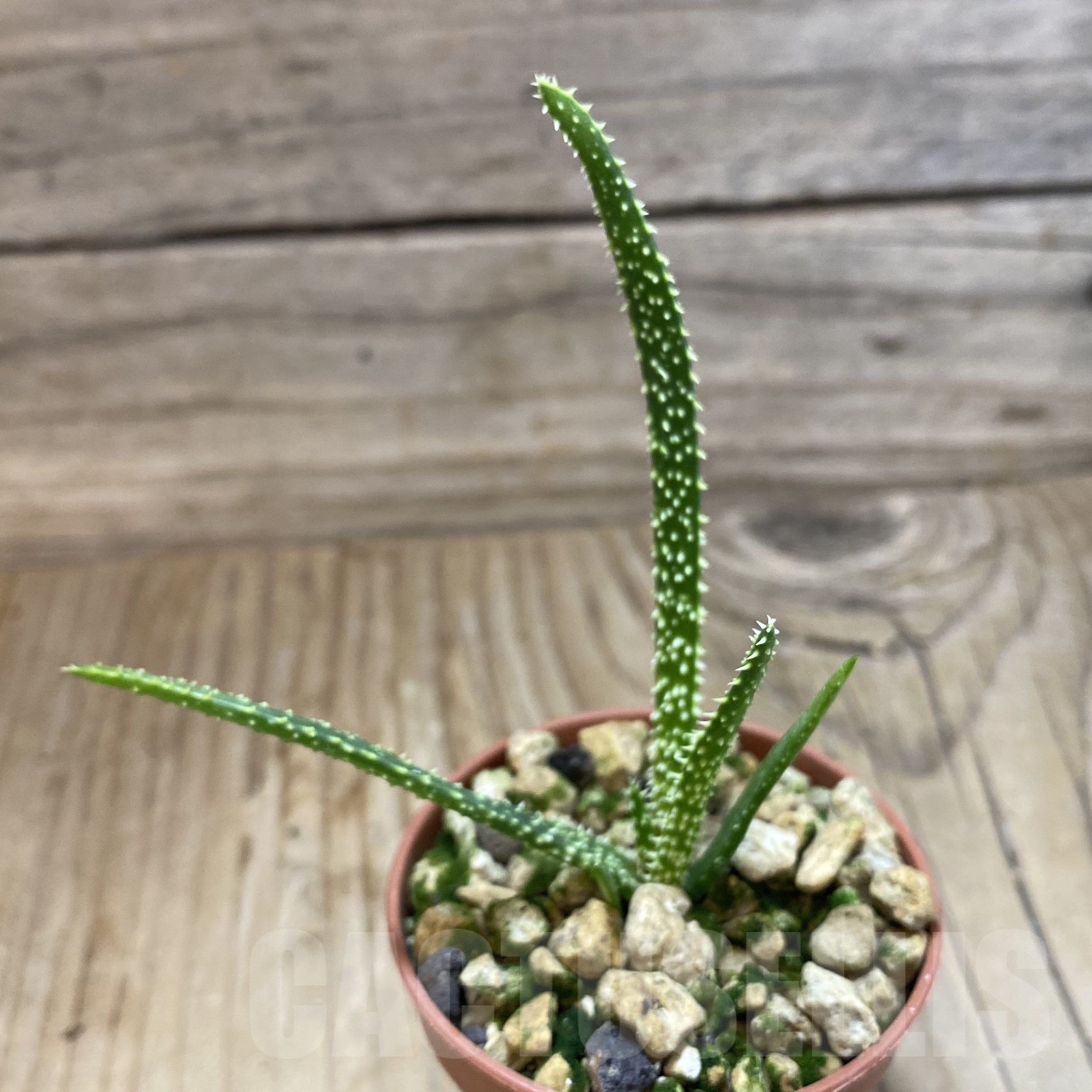 SH19276 Aloe delicatifolia - Image 2